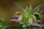 Spotted beebalm